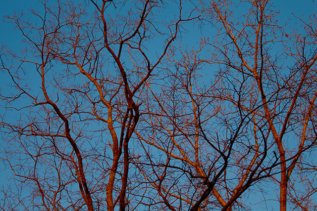Trees with blue background