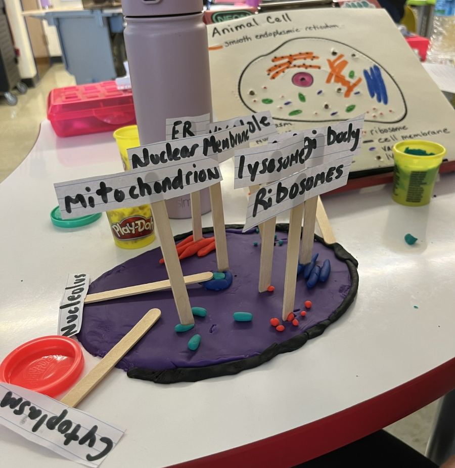 Thumbnail for Students Bring Science to Life with Play-Doh Cell Models